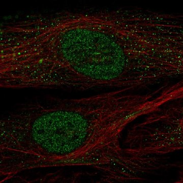 Anti-POU2F2 antibody produced in rabbit Prestige Antibodies&#174; Powered by Atlas Antibodies, affinity isolated antibody