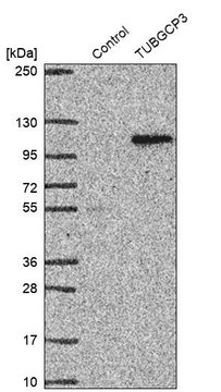 Anti-TUBGCP3 antibody produced in rabbit Prestige Antibodies&#174; Powered by Atlas Antibodies, affinity isolated antibody, buffered aqueous glycerol solution