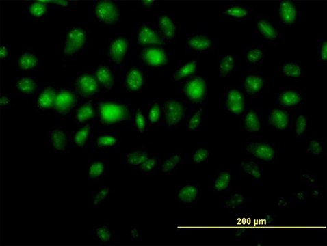 Monoclonal Anti-HDAC8 antibody produced in mouse clone 2F4, purified immunoglobulin, buffered aqueous solution