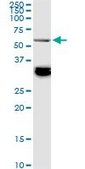 Monoclonal Anti-BAIAP2L1 antibody produced in mouse clone 2A4, purified immunoglobulin, buffered aqueous solution