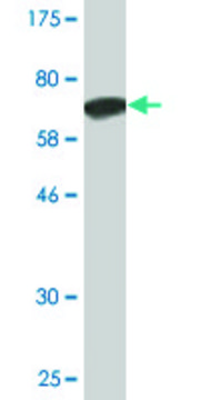 Monoclonal Anti-ANGPTL5 antibody produced in mouse clone 1B2, ascites fluid