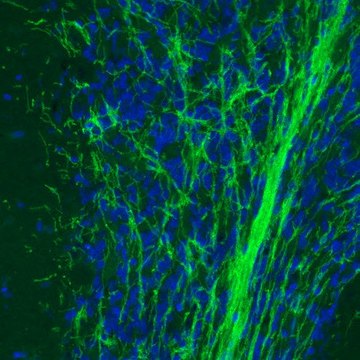 Monoclonal Anti-MOG antibody produced in mouse Prestige Antibodies&#174; Powered by Atlas Antibodies, clone CL2852, purified immunoglobulin, buffered aqueous glycerol solution