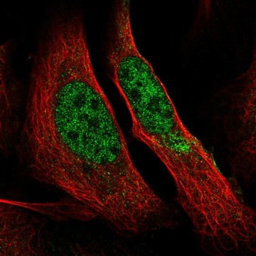 Anti-POLR2A antibody produced in rabbit Prestige Antibodies&#174; Powered by Atlas Antibodies, affinity isolated antibody