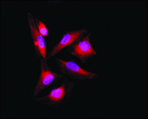 Anti-PKM2 (C-terminal) antibody produced in rabbit ~1.5 mg/mL, affinity isolated antibody