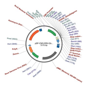 PSF-CMV-RSV-ZEO ASCI - RSV PROMOTER ZEOCIN PLASMID plasmid vector for molecular cloning