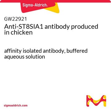 Anti-ST8SIA1 antibody produced in chicken affinity isolated antibody, buffered aqueous solution