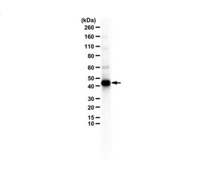 抗-PAGR1（PA1） from rabbit