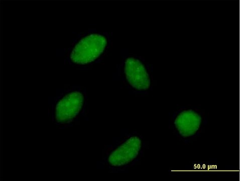 Anti-POLR3C antibody produced in mouse purified immunoglobulin, buffered aqueous solution