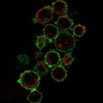 Anti-CD86 antibody produced in rabbit Prestige Antibodies&#174; Powered by Atlas Antibodies, affinity isolated antibody, buffered aqueous glycerol solution