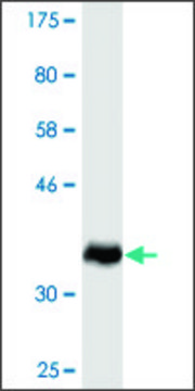 Monoclonal Anti-SMCP antibody produced in mouse clone 4F4, ascites fluid