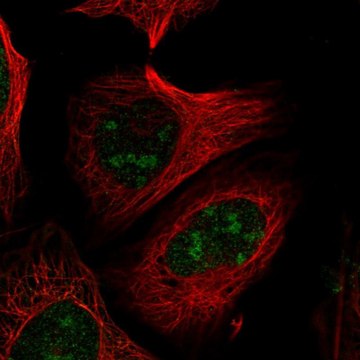 Anti-PELP1 antibody produced in rabbit Prestige Antibodies&#174; Powered by Atlas Antibodies, affinity isolated antibody