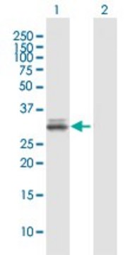 Anti-NCR1 antibody produced in mouse purified immunoglobulin, buffered aqueous solution