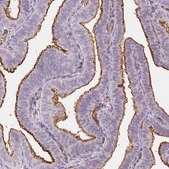 Monoclonal Anti-PODXL antibody produced in mouse Prestige Antibodies® Powered by Atlas Antibodies, clone CL0285, purified immunoglobulin, buffered aqueous glycerol solution