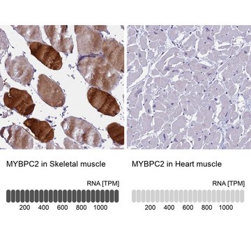 Anti-MYBPC2 antibody produced in rabbit Prestige Antibodies&#174; Powered by Atlas Antibodies, affinity isolated antibody, buffered aqueous glycerol solution