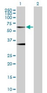 Anti-GLRA1 antibody produced in rabbit purified immunoglobulin, buffered aqueous solution