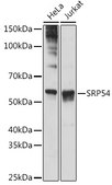 Anti-SRP54 Antibody, clone 1O3J1, Rabbit Monoclonal