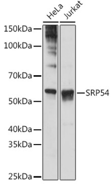 Anti-SRP54 Antibody, clone 1O3J1, Rabbit Monoclonal