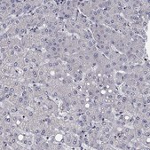 Anti-CLSTN1 antibody produced in rabbit Prestige Antibodies® Powered by Atlas Antibodies, affinity isolated antibody, buffered aqueous glycerol solution