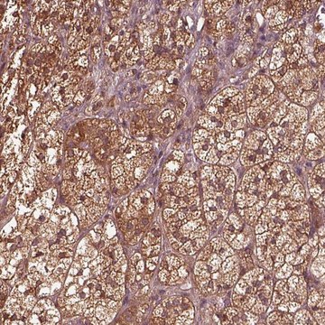 Anti-ASCC2 antibody produced in rabbit Prestige Antibodies&#174; Powered by Atlas Antibodies, affinity isolated antibody