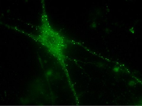 LentiBrite PSD95-GFP Lentiviral Biosensor