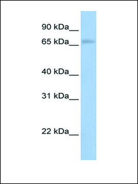 Anti-MAP3K2 antibody produced in rabbit affinity isolated antibody