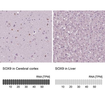 单克隆抗-SOX9 小鼠抗 Prestige Antibodies&#174; Powered by Atlas Antibodies, clone CL0639, purified immunoglobulin, buffered aqueous glycerol solution