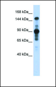 Anti-MINK1 antibody produced in rabbit affinity isolated antibody