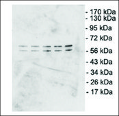Monoclonal Anti-DUX4 antibody produced in mouse clone P2B1, 1 mg/mL, purified immunoglobulin