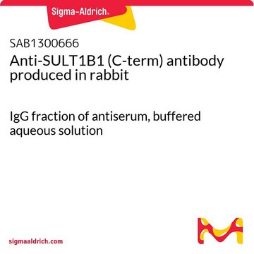 Anti-SULT1B1 (C-term) antibody produced in rabbit IgG fraction of antiserum, buffered aqueous solution