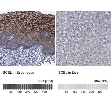 Anti-SCEL antibody produced in rabbit Prestige Antibodies&#174; Powered by Atlas Antibodies, affinity isolated antibody, buffered aqueous glycerol solution