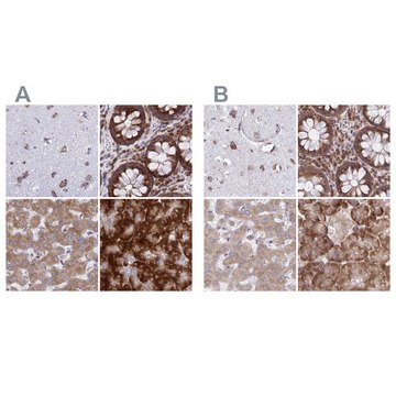 Anti-RPS15 antibody produced in rabbit Prestige Antibodies&#174; Powered by Atlas Antibodies, affinity isolated antibody, buffered aqueous glycerol solution