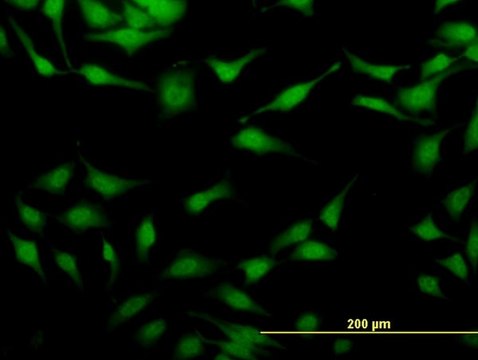 ANTI-STAU2 antibody produced in mouse clone 3B7, purified immunoglobulin, buffered aqueous solution