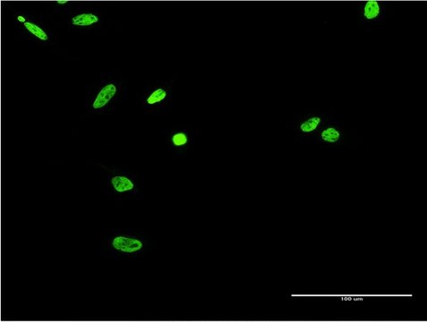 Monoclonal Anti-EWSR1 antibody produced in mouse clone 3A9, purified immunoglobulin, buffered aqueous solution