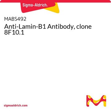 Anti-Lamin-B1 Antibody, clone 8F10.1