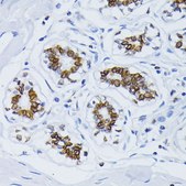 Anti-Lamin antibody produced in rabbit