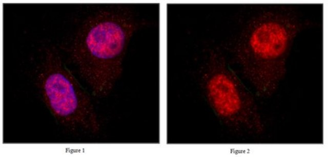 Anti-MIXL1 Antibody from rabbit, purified by affinity chromatography