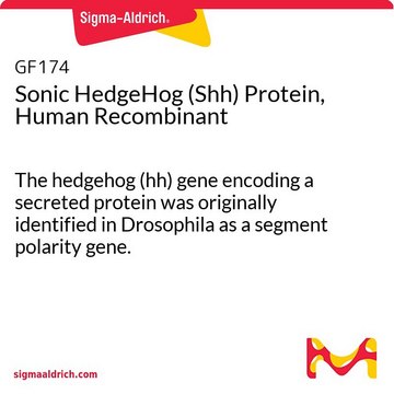 人重组音猬因子（Shh）蛋白 The hedgehog (hh) gene encoding a secreted protein was originally identified in Drosophila as a segment polarity gene.