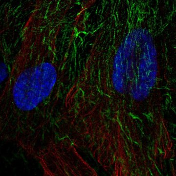 Anti-TNFRSF10D antibody produced in rabbit Prestige Antibodies&#174; Powered by Atlas Antibodies, affinity isolated antibody