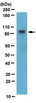 Anti-PIP5K-Type 1 gamma Antibody from rabbit