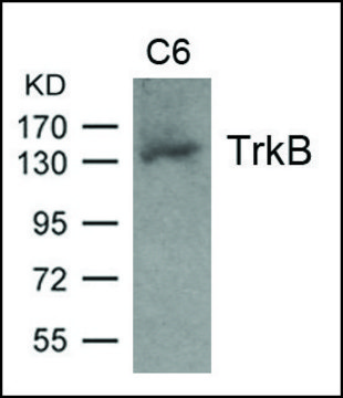 Anti-TrkB (Ab-705) antibody produced in rabbit affinity isolated antibody