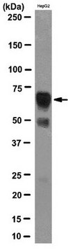 Anti-IGF2BP2 Antibody, clone 5E10-3E1 clone 5E10-3E1, from mouse