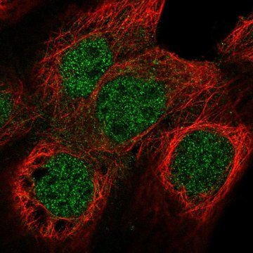 Anti-NUF2 antibody produced in rabbit Prestige Antibodies&#174; Powered by Atlas Antibodies, affinity isolated antibody