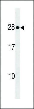 ANTI-KDELR1(C-TERMINAL) antibody produced in rabbit affinity isolated antibody, buffered aqueous solution