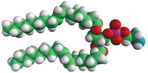 18:1 (Δ9-Trans) PE 1,2-dielaidoyl-sn-glycero-3-phosphoethanolamine, chloroform