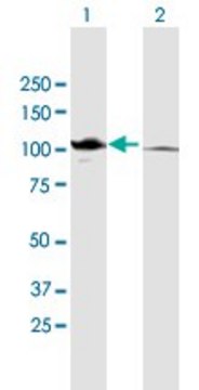 Anti-CTNNA2 antibody produced in mouse purified immunoglobulin, buffered aqueous solution