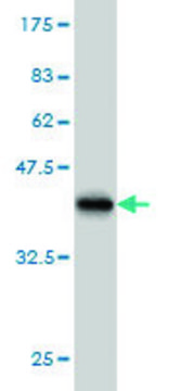 Monoclonal Anti-PUM2 antibody produced in mouse clone 5B6, purified immunoglobulin, buffered aqueous solution