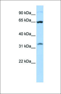 Anti-SLC24A6 antibody produced in rabbit affinity isolated antibody