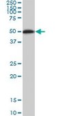 Monoclonal Anti-NEK10 antibody produced in mouse clone 1C9, purified immunoglobulin, buffered aqueous solution