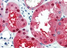 Anti-EN2 antibody produced in rabbit affinity isolated antibody