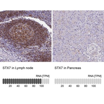 Anti-STX7 antibody produced in rabbit Prestige Antibodies&#174; Powered by Atlas Antibodies, affinity isolated antibody, buffered aqueous glycerol solution